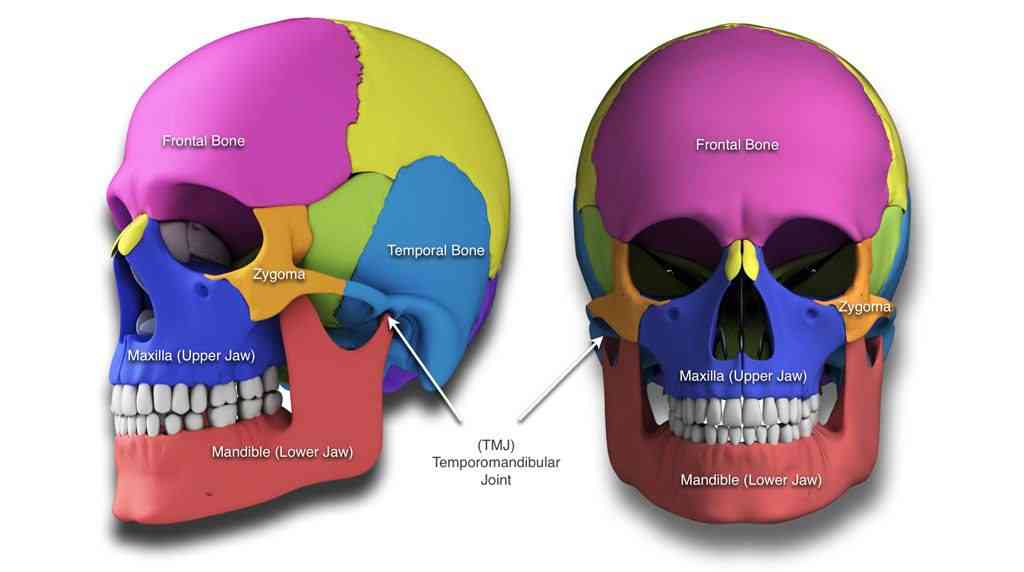 Normal Facial and Skull Bones | MirrorLog